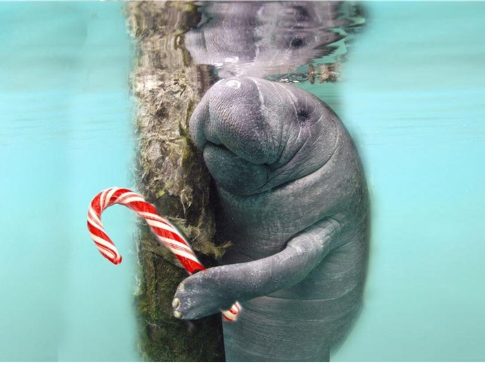 InnoBeta Manatee Cap For Manatee Lovers, Gifts