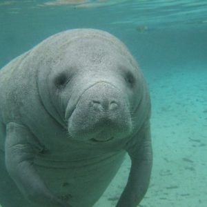 Manatee Mania