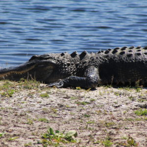 Florida Wildlife